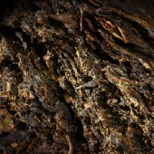 湘益茯茶红丝带400g